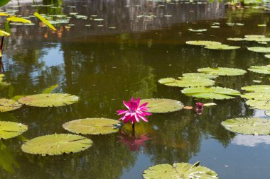 Biltmore Estate'te Gölcük'te Nilüfer