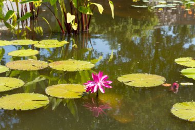 Biltmore Estate'te Gölcük'te Nilüfer