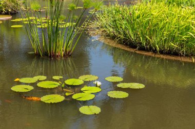 Biltmore Estate'te Gölcük'te Nilüfer