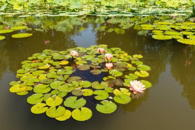 Biltmore Estate'te Gölcük'te Nilüfer