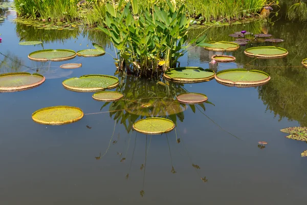 Lys d'eau dans l'étang à Biltmore Estate — Photo