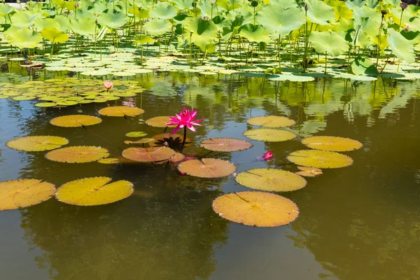 Biltmore Estate'te Gölcük'te Nilüfer