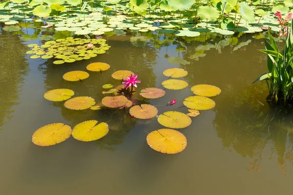 Biltmore Estate'te Gölcük'te Nilüfer