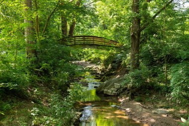 Ormanda ahşap köprü