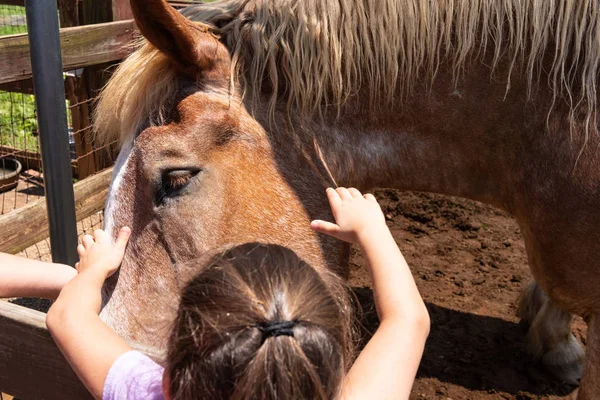 Bir Çiftlik Atı Petting