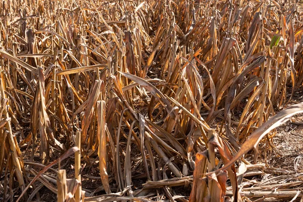 Hirse- oder Sorghumfeld nach der Ernte — Stockfoto