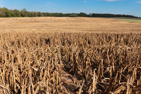 Hirse- oder Sorghumfeld nach der Ernte — Stockfoto