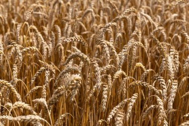 Yazın incir ağacı dalının görüntüsü.