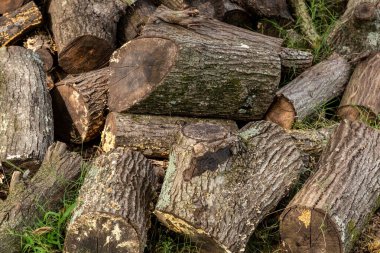 Yakacak odun toplamak için kullanılan kesik kütüklerin arka planında.