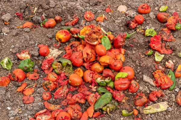 Tomates Decomposição Pimentos Verdes Outros Restos Alimentos Para Solo Orgânico — Fotografia de Stock