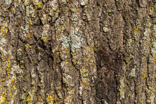 Detalle Fondo Textura Corteza Árbol Grande — Foto de Stock