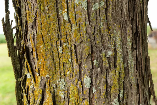 Деталь Тла Текстури Великої Дерев Яної Кори — стокове фото