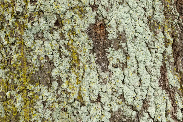 Detalhe Grande Árvore Casca Textura Fundo — Fotografia de Stock