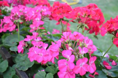 viloed çiçek çiçek yatağı