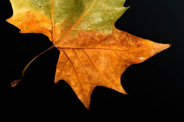 Sonbahar yaprağı siyah arkaplanda izole edildi