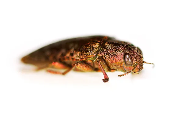 Broca Madeira Metálica Dicerca Fritillum Isolado Branco Backgr — Fotografia de Stock