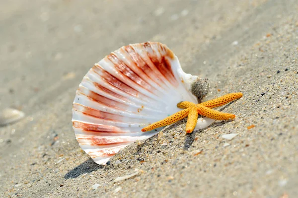 Estrella Mar Playa Como Fondo Verano — Foto de Stock