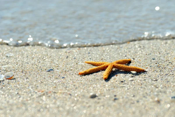 Starfish Beach Summer Background — Stock Photo, Image