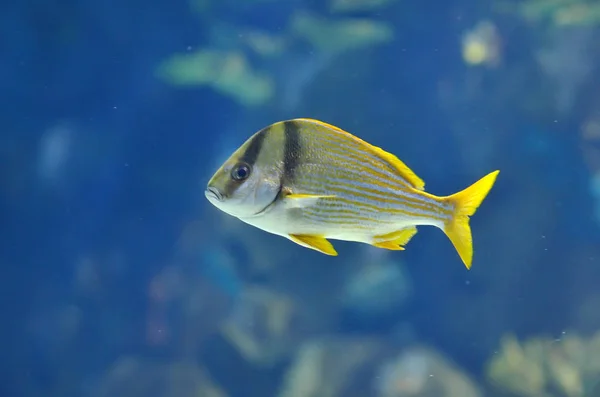 underwater image of tropical fish