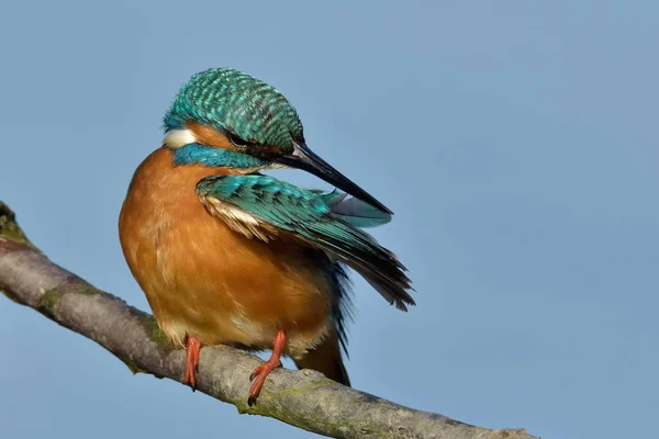 Kungsfiskare Naturliga Livsmiljöer Alcedo Atthis — Stockfoto