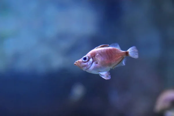 Underwater Image Tropical Fishes — Stock Photo, Image