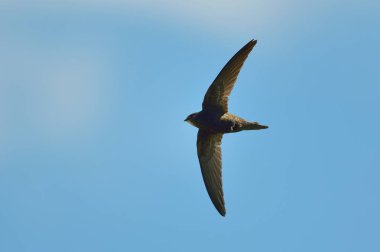 Kaya kartalı (Aquila chrysaetos) uçan