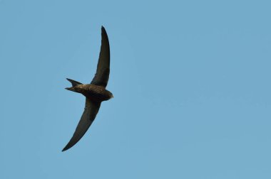 Kaya kartalı (Aquila chrysaetos) uçan