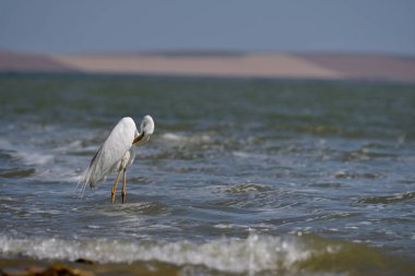 doğal yaşam alanı içinde büyük beyaz ak balıkçıl (ardea alba)