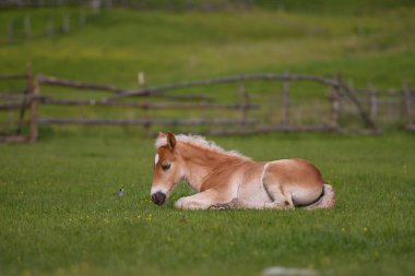Genç sevimli yavru dağ mera üzerinde dinlenme