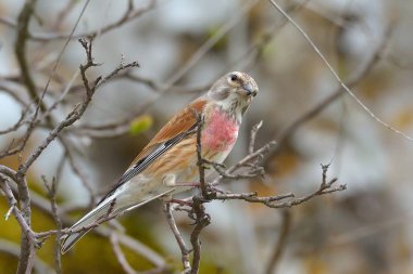 The Common Linnet in natural habitat (Carduelis cannabina)  clipart