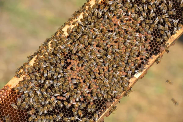 Grupa Pracy Pszczół Ramy Drewniane — Zdjęcie stockowe