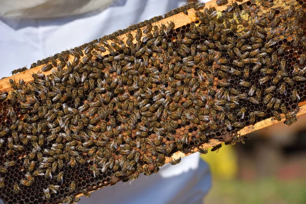 Ομάδα Εργασίας Μέλισσες Πάνω Ξύλινα Τελάρα — Φωτογραφία Αρχείου