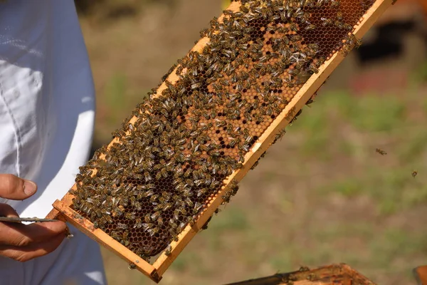 Imker Hält Wabenrahmen Mit Arbeitsbienen — Stockfoto