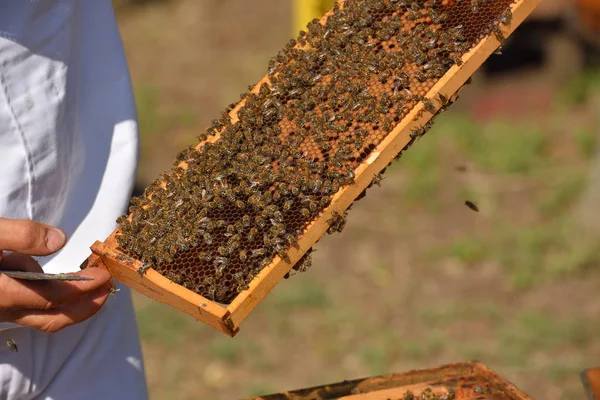 Apicultor Sosteniendo Marco Panal Con Abejas Funcionamiento —  Fotos de Stock