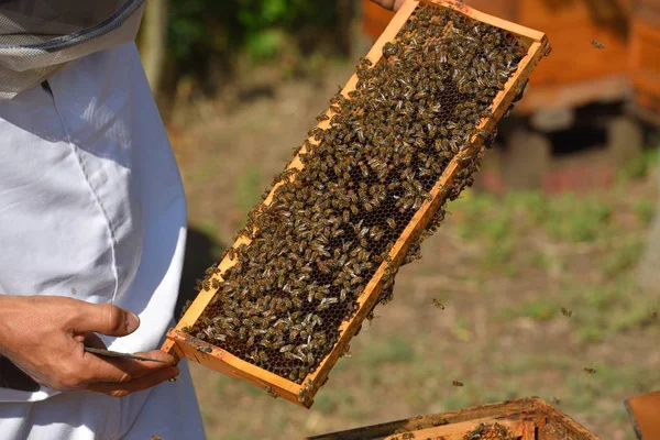 Beekeeper Holding Wooden Frame Full Bees — Stock Photo, Image