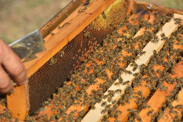 Рабочие Пчелы Деревянных Рамах — стоковое фото