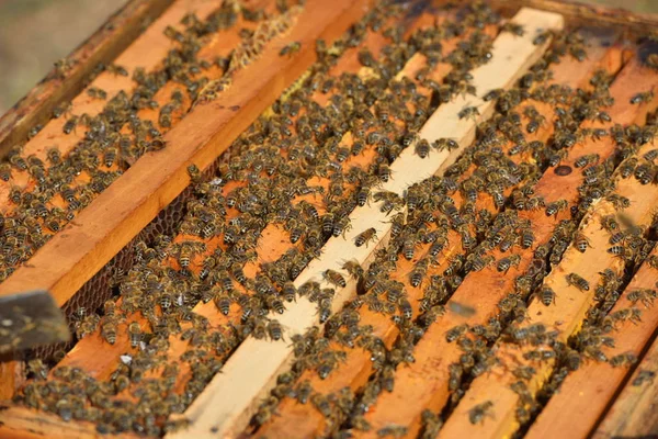 Pracy Pszczół Ramy Drewniane — Zdjęcie stockowe