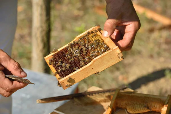 Пчеловод Держит Раму Сотовых Рабочими Пчелами — стоковое фото