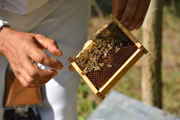 Imker Hält Wabenrahmen Mit Arbeitsbienen — Stockfoto