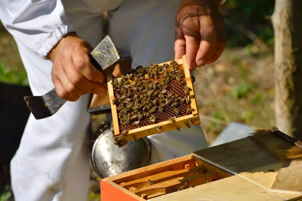 Пчеловод Держит Раму Сотовых Рабочими Пчелами — стоковое фото