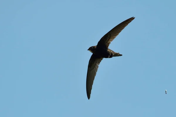 Kaya kartalı (Aquila chrysaetos) uçan — Stok fotoğraf