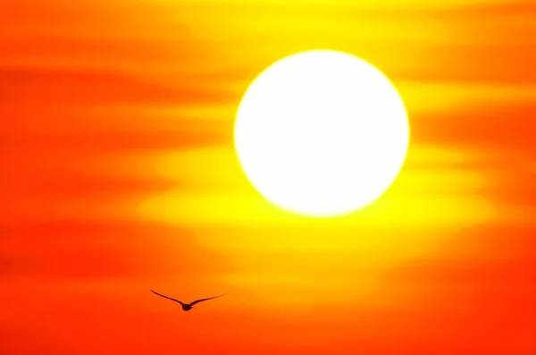 Malebné Ptáka Létání Během Krásný Západ Slunce — Stock fotografie