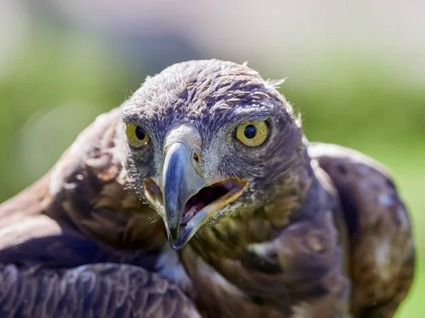 Golden Eagle Aquila Chrysaetos Portrait — Stock Photo, Image