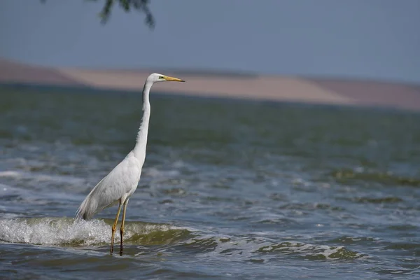 Grande Torre Branca Habitat Natural Ardea Alba — Fotografia de Stock