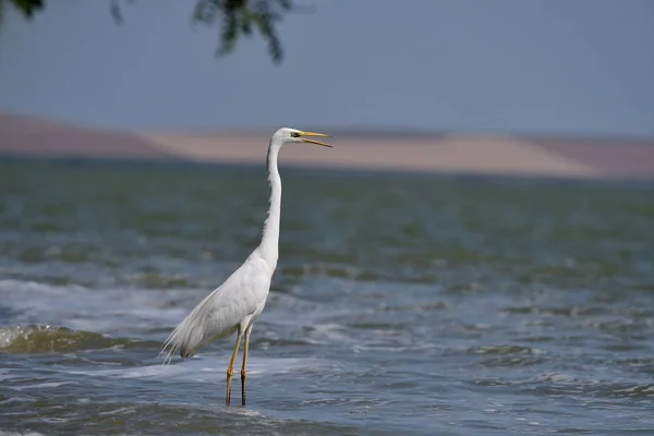 Grote Witte Zilverreiger Natuurlijke Habitat Ardea Alba — Stockfoto