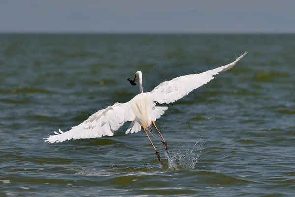 大きな白い白鷺釣り アルデーア アルバ — ストック写真