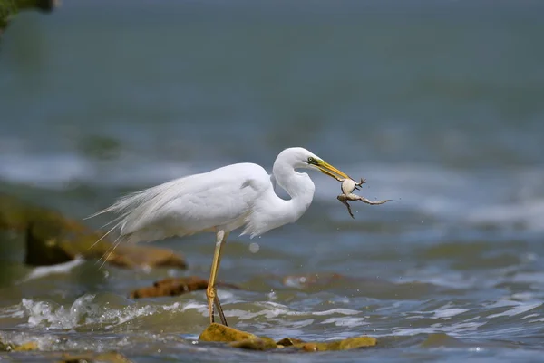 Grande Egret Branco Pesca Ardea Alba — Fotografia de Stock