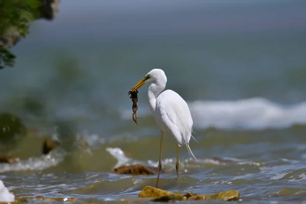 Big White Egret Fishing Ardea Alba — Stock Photo, Image