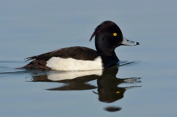 Pato Salvaje Hábitat Natural Aythya Fuligula — Foto de Stock