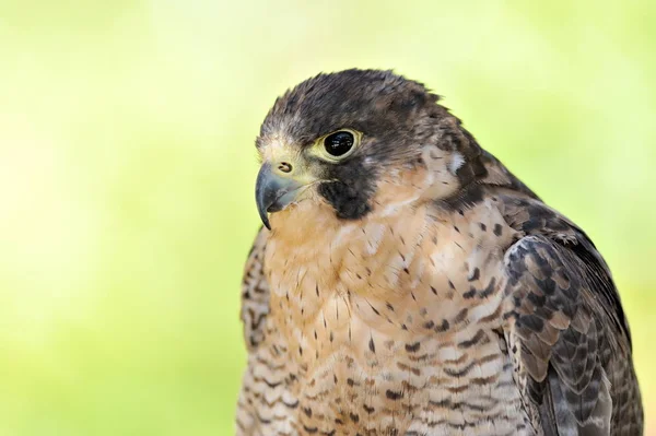 Portrait de faucon pèlerin — Photo